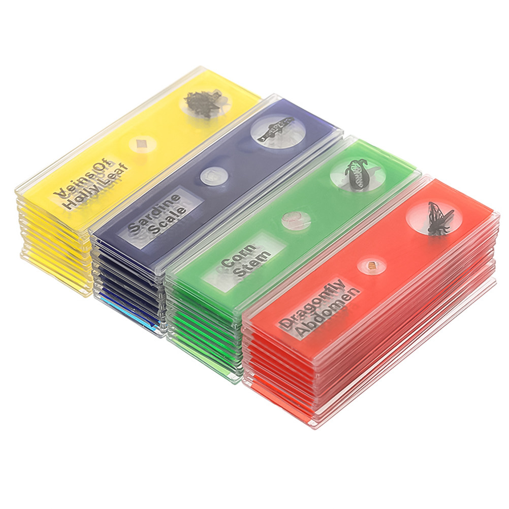 Kids Education Name - Lot de 24 lames de microscope